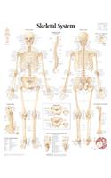 The Skeletal System Chart