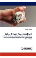 What Drives Regeneration?