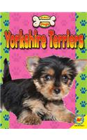 Yorkshire Terriers