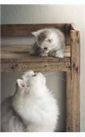 Persian Mother Cat and Baby Kitten Journal: 150 Page Lined Notebook/Diary