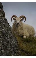 A Wild Sheep Reclining in the Grass on a Cliff in Iceland Journal