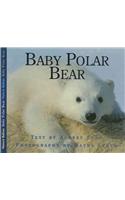 Baby Polar Bear