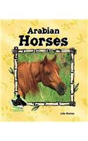 Arabian Horses