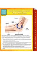Joints & Ligaments (Advanced) Speedy Study Guides