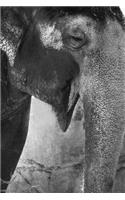 Smiling Elephant - Blank Notebook: 101 Pages, 6 x 9 Journal, Soft Cover