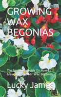 Growing Wax Begonias