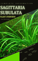 Sagittaria subulata