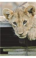 Lion Cub Taking It Easy Journal