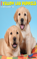 Just Yellow Lab Puppies 2024 12 X 12 Wall Calendar