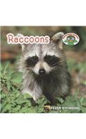 Raccoons