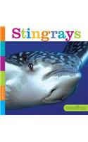 Seedlings: Stingrays