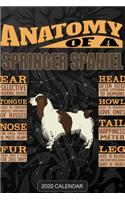 Anatomy Of A English Springer Spaniel
