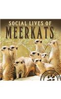 Social Lives of Meerkats