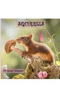 Squirrels