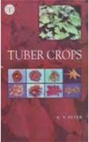 Tuber Crops