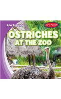 Ostriches at the Zoo