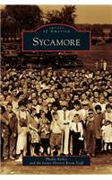 Sycamore