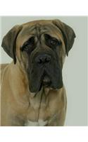 Bullmastiff