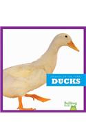 Ducks: (Animals on the Farm)