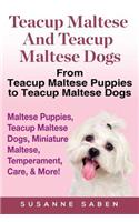 Teacup Maltese And Teacup Maltese Dogs
