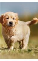 Golden Retriever April Notebook & Journal. Productivity Work Planner & Idea Notepad: Brainstorm Thoughts, Self Discovery, To Do List