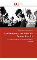 L''anthracnose Des Baies Du Caf�ier Arabica