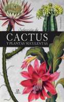 Seleccion de Cactus Y Plantas Suculentas