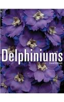 Delphiniums