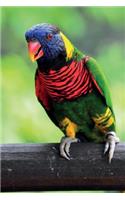 Rainbow Lorikeet vol.2 Notebook & Journal. Productivity Work Planner & Idea Notepad: Brainstorm Thoughts, Self Discovery, To Do List