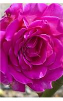 Bright Pink Garden Rose Super Close-Up Journal: 150 Page Lined Notebook/Diary