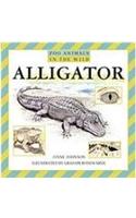 Alligator