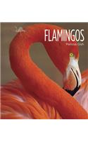 Living Wild: Flamingos