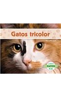 Gatos Tricolor (Calico Cats)