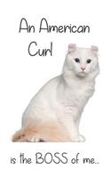A White American Curl Cat is the Boss of me...