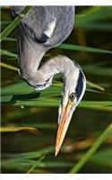 Grey Heron Hunting Fish in the Marsh Journal: Take Notes, Write Down Memories in this 150 Page Lined Journal