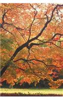 2019 Daily Planner Beautiful Fall Tree Autumn Season 384 Pages: (Notebook, Diary, Blank Book)(2019 Planners Calendars Organizers Datebooks Appointment Books Agendas)