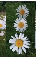 Daisies