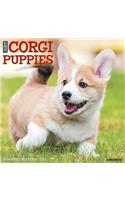 Just Corgi Puppies 2020 Wall Calendar (Dog Breed Calendar)