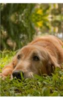 Golden Retriever Dog Pup Puppy Doggie Notebook Bullet Journal Diary Composition Book Notepad - Tired in Meadow