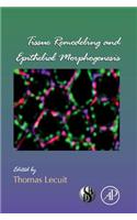 Tissue Remodeling and Epithelial Morphogenesis