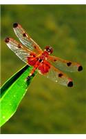Red Heart Dragonfly Lined Journal for daily thoughts notebook Lovely Lake Arrowhead Photograph: (28 Covers: Pretty Photographs of Lake Arrowhead)