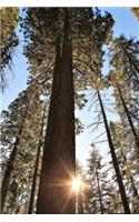 Giant Sequoia Tree Journal: 150 page lined notebook/diary