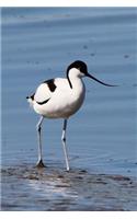 Avocet Wading in Water (Recurvirostra Avosetta) Bird Journal