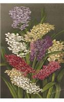 Bouquet of Hyacinths
