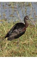 Glossy Ibis Bird Journal (Plegadis Falcinellus): 150 page lined notebook/diary