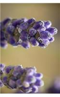 Two Stalks of Lavender Flowers Journal