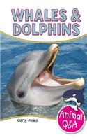 Whales & Dolphins