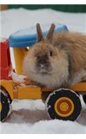 Charming Little Dwarf Bunny Rabbit in the Snow Journal: 150 Page Lined Notebook/Diary