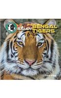 All about Asian Bengal Tigers