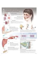 Muscle Action Laminated Poster